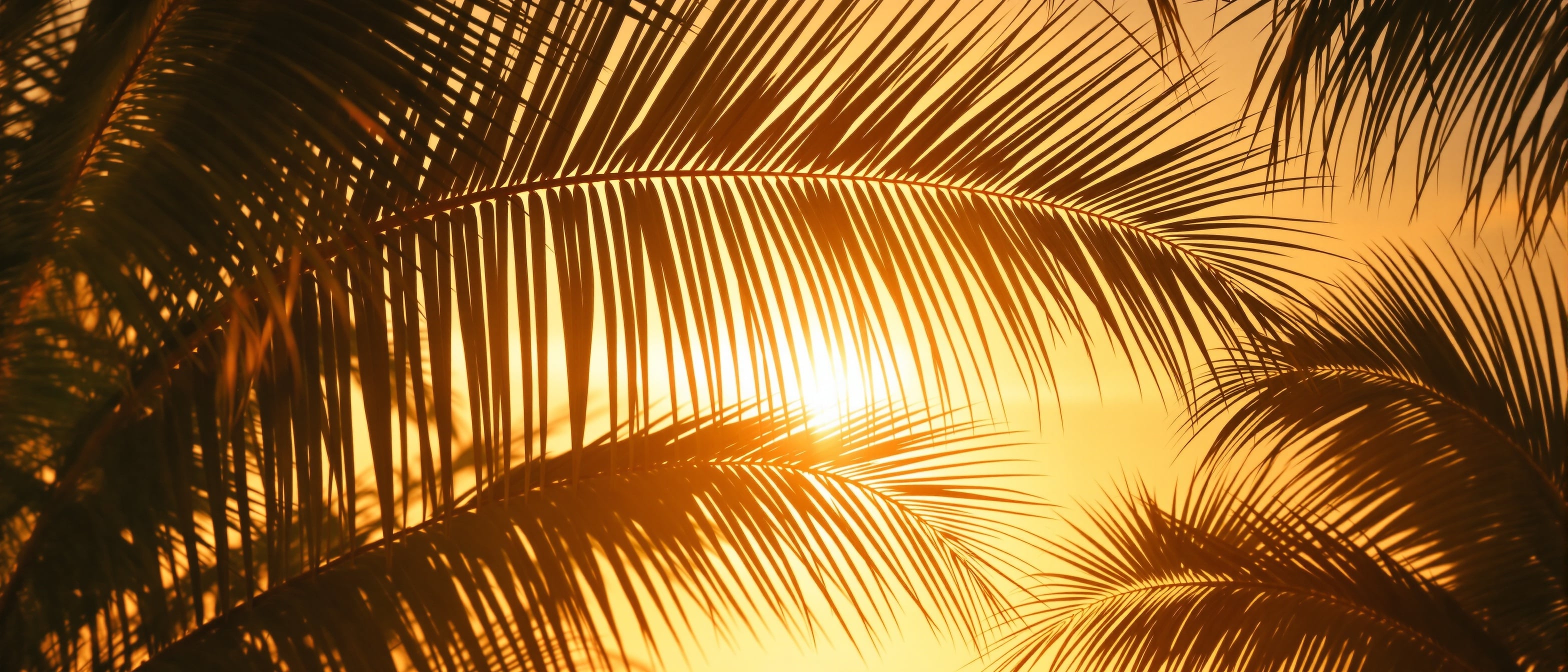 Palmeras tropicales a contraluz al atardecer, luz dorada filtrándose entre las hojas